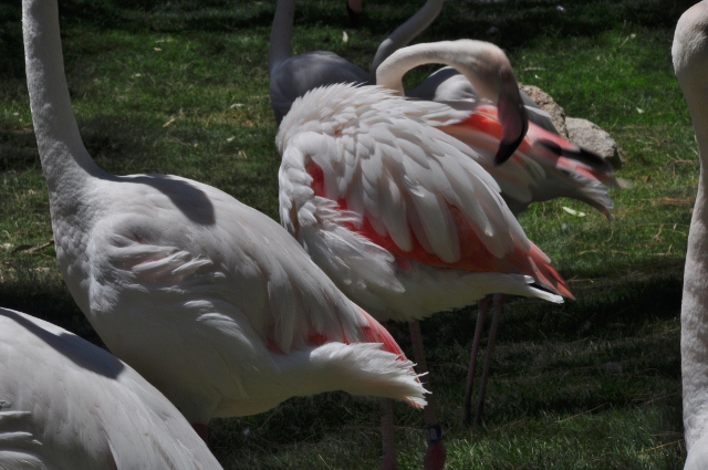 flamingo